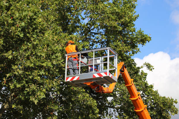 Best Tree Removal Service  in USA